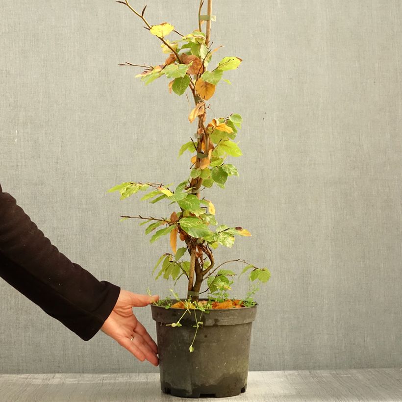 Example of Fagus sylvatica Rolf Marquardt - Hêtre nain panaché Pot de 4L/5L as you get in automne