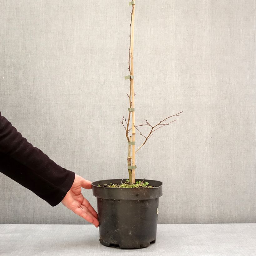Example of Fagus sylvatica Skrzat - Hêtre nain Pot de 4L/5L as you get in hiver