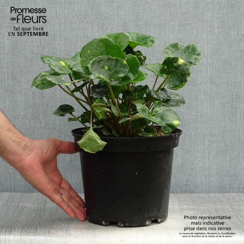 Example of Farfugium japonicum Aureomaculatum - Plante Panthère. Pot de 3L/4L as you get in automne