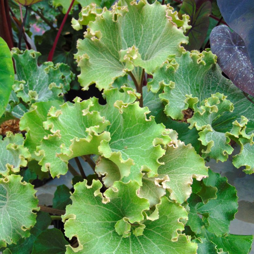 Farfugium japonicum Crispata - Plante Panthère (Foliage)