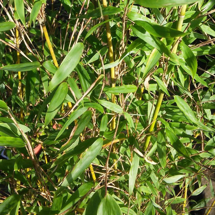 Fargesia denudata Lancaster 1 - Bambou non traçant. (Foliage)