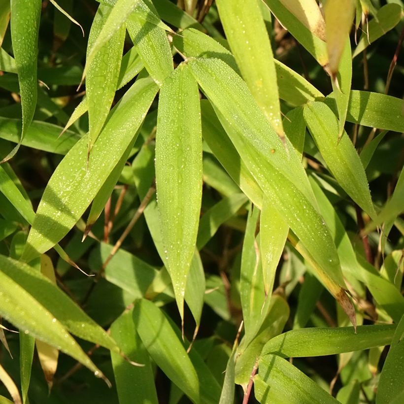 Fargesia Malachite Monkeys - Bambou non traçant (Foliage)