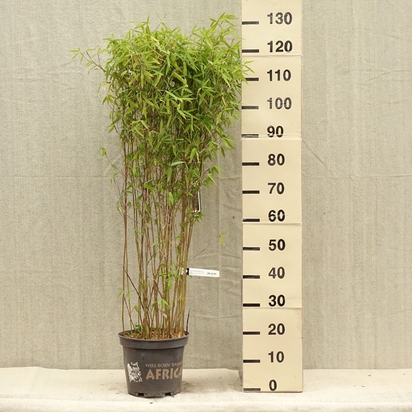 Example of Fargesia Malachite Monkeys - Bambou non traçant Pot de 4L/5L as you get in ete