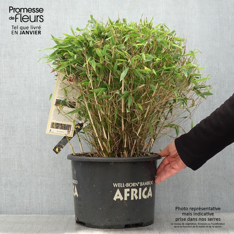 Example of Fargesia Moontears - Bambou non traçant Pot de 12L/15L, Boule as you get in hiver