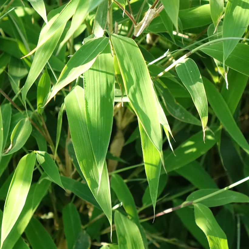 Fargesia murielae Ivory Ibis - Bambou non traçant (Foliage)