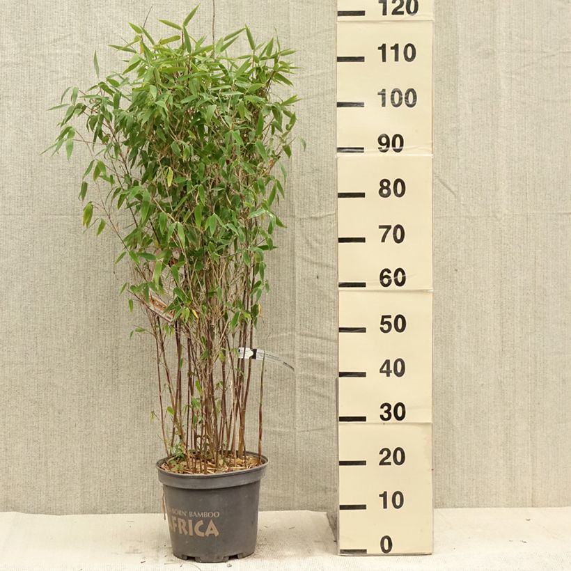 Example of Fargesia murielae Red Zebra - Bambou non traçant Pot de 7,5L/10L as you get in ete