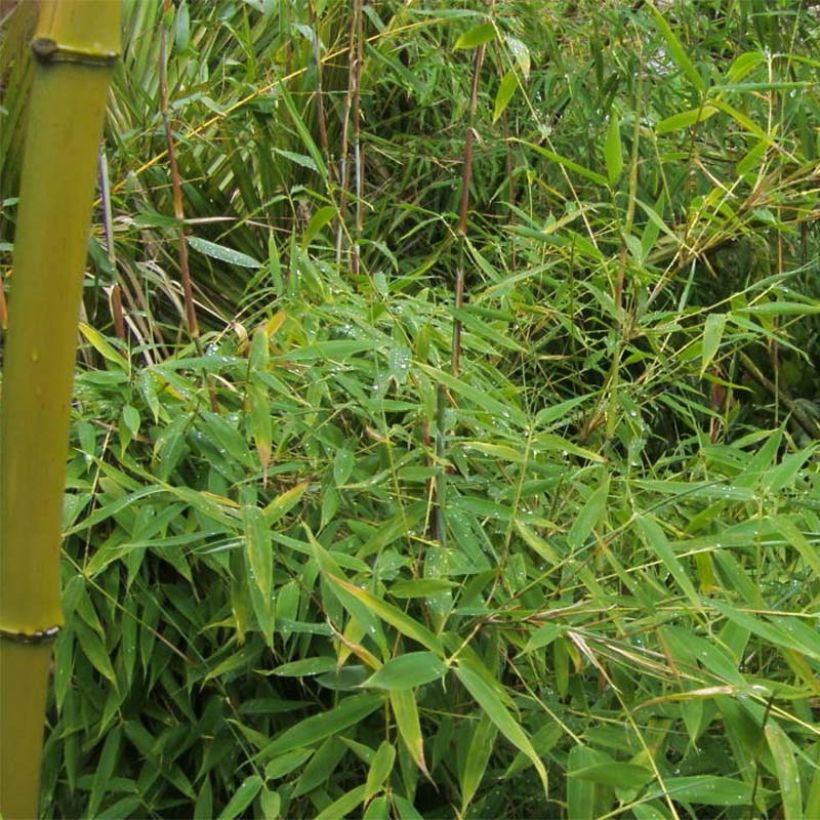 Fargesia murielae Simba - Bambou non traçant (Foliage)
