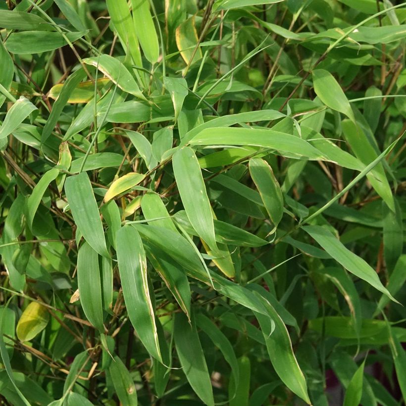 Fargesia murielae Violet Woods - Bambou non traçant (Foliage)
