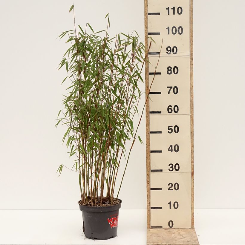 Example of Fargesia murielae Violet Woods - Bambou non traçant Pot de 4L/5L as you get in hiver