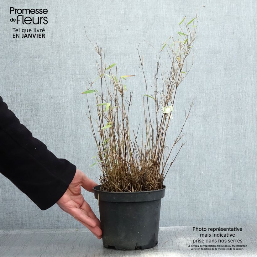 Example of Fargesia nitida Red Dragon - Bambou non traçant Pot de 2L/3L as you get in hiver