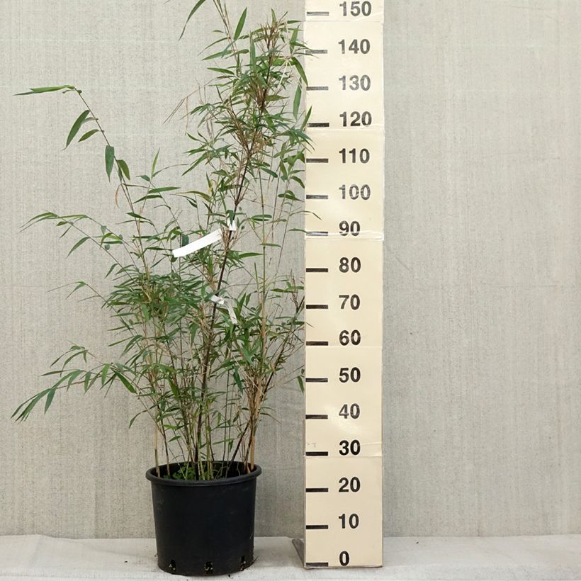 Example of Fargesia papyrifera Blue Dragon - Bambou non traçant Pot de 7,5L/10L as you get in automne
