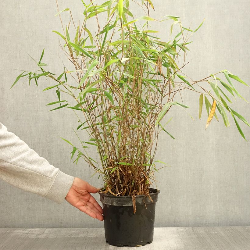 Example of Fargesia papyrifera Blue Dragon - Bambou non traçant Pot de 4L/5L as you get in automne