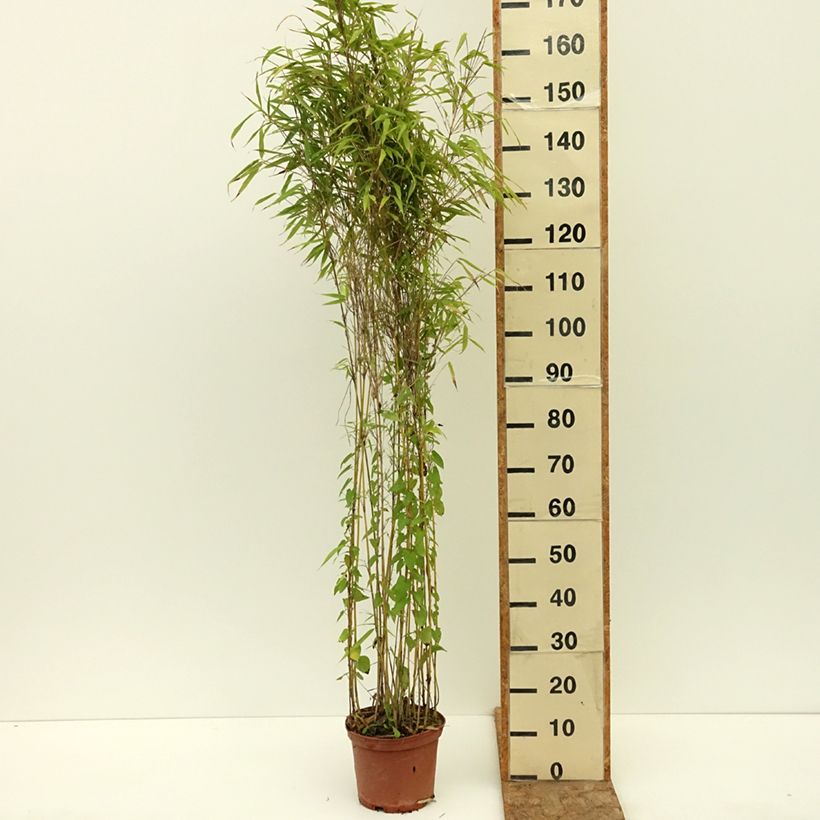 Example of Fargesia robusta Formidable Pot de 4L/5L as you get in ete