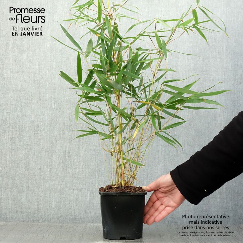 Example of Fargesia robusta Pingwu - Bambou non traçant Pot de 2L/3L as you get in hiver