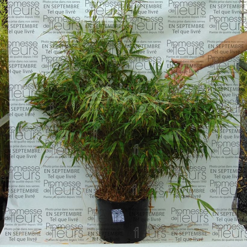 Fargesia robusta Wenchuan - Bambou non traçant (Plant habit)