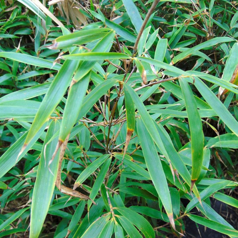 Fargesia robusta Wenchuan - Bambou non traçant (Foliage)