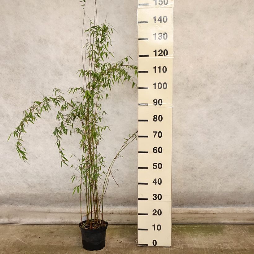 Example of Fargesia sp Jiuzhaigou Deep Purple - Bambou non traçant. Pot de 2L/3L as you get in automne