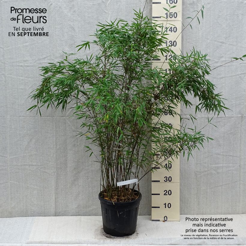 Example of Fargesia Taibashan 2 - Bambou non traçant Pot de 12L/15L as you get in automne