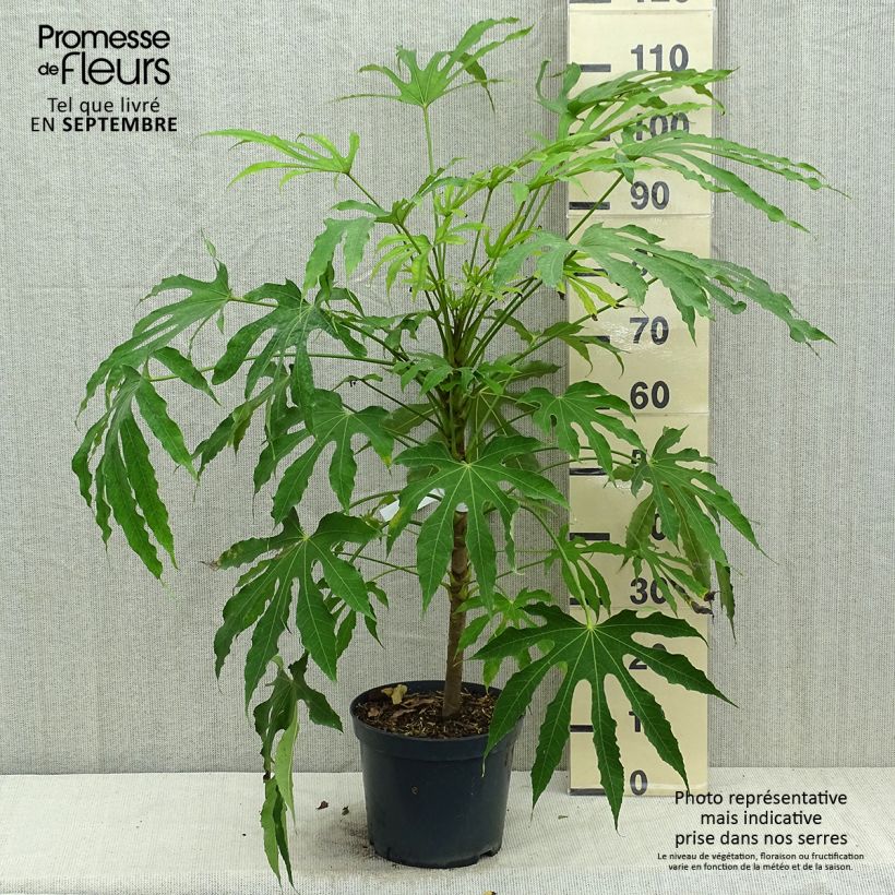 Example of Fatsia polycarpa Green Fingers - Fatsia de Taiwan Pot de 6L/7L as you get in automne