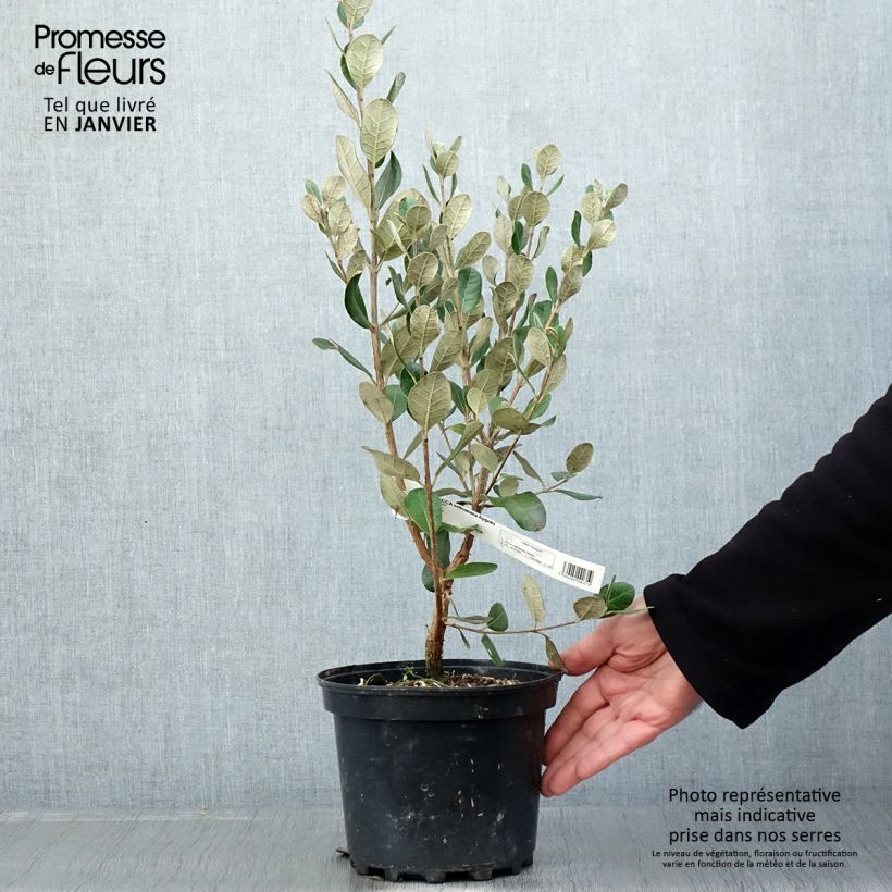 Example of Feijoa ou Acca sellowiana Apollo - Goyavier du Brésil Pot de 2L/3L as you get in hiver