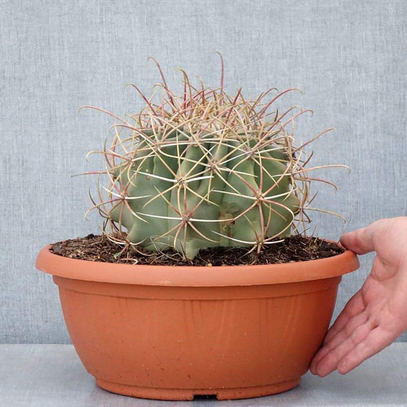 Example of Ferocactus emoryi - Cactus tonneau rouge Coupe 7,5L / 10L as you get in ete