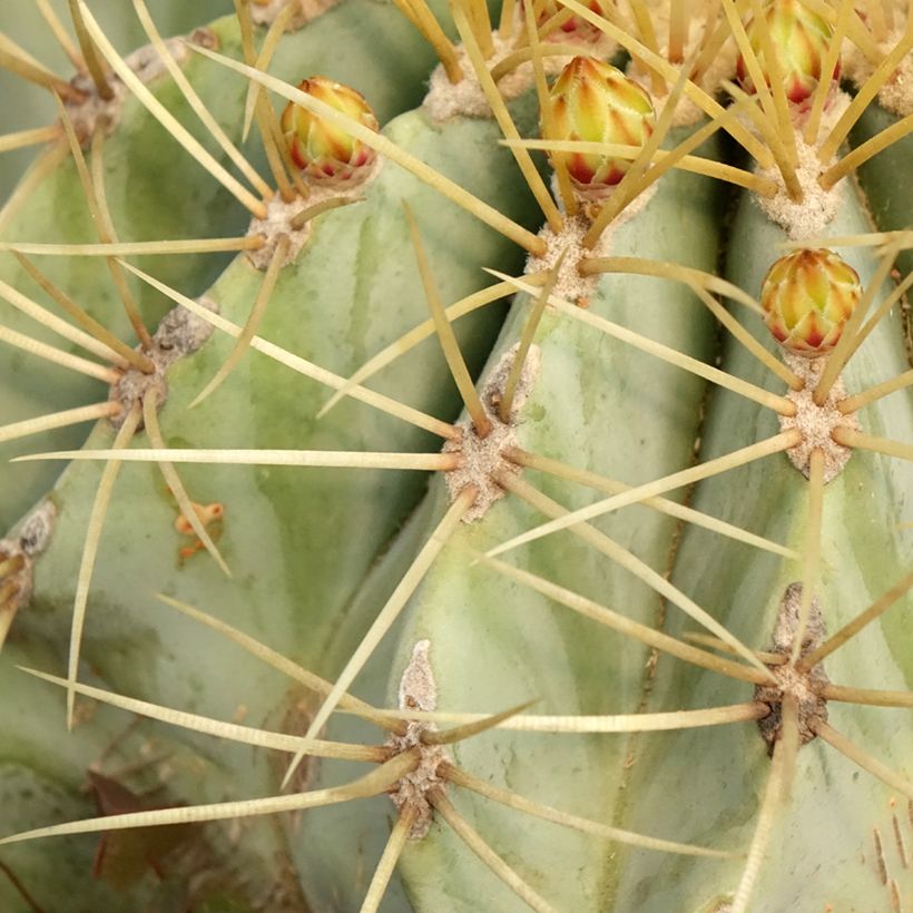 Ferocactus glaucescens - Cactus tonneau (Foliage)