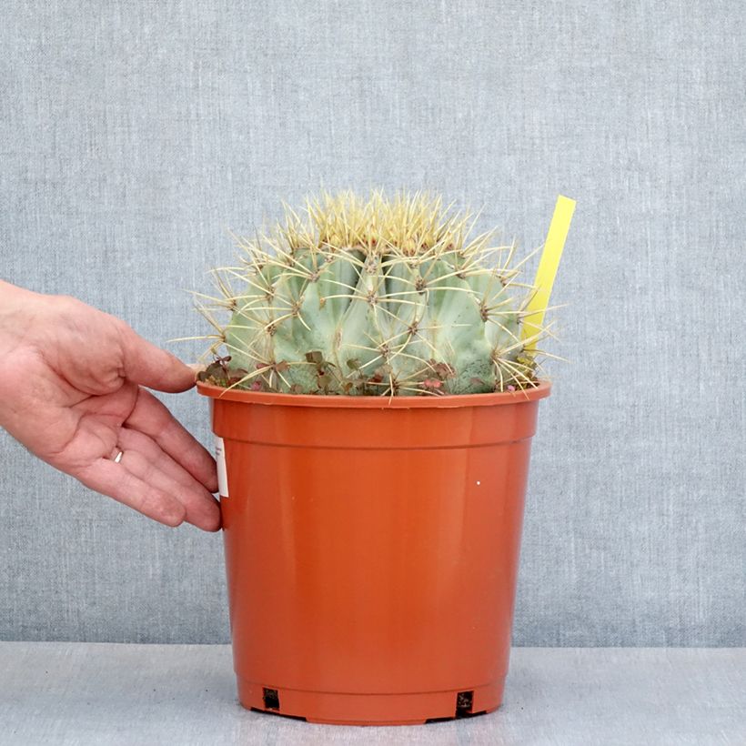 Example of Ferocactus glaucescens - Cactus tonneau Pot de 4L/5L as you get in ete