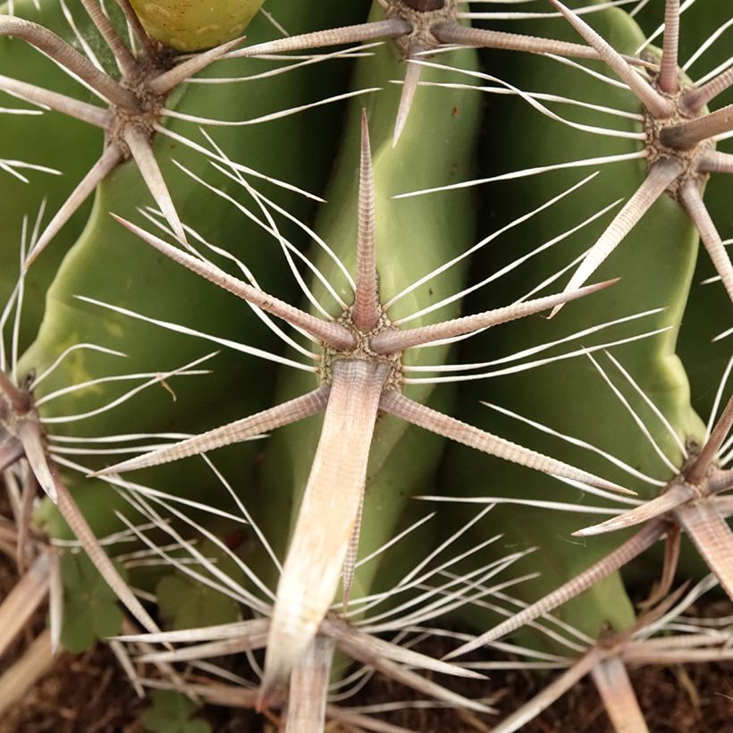 Ferocactus horridus - Cactus tonneau (Foliage)