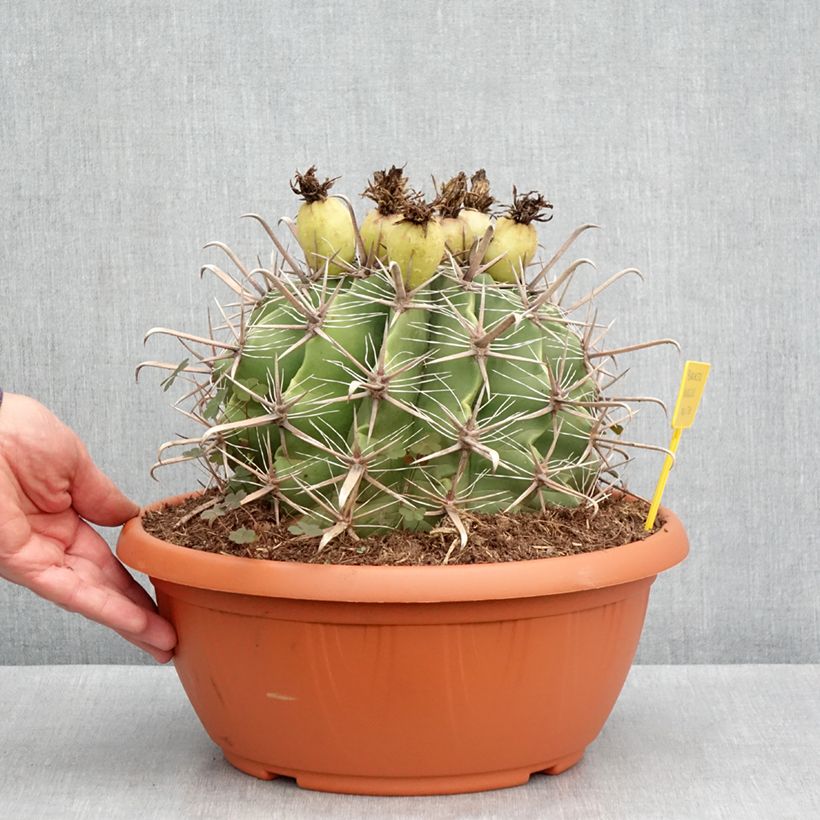 Example of Ferocactus horridus - Cactus tonneau Coupe 7,5L / 10L as you get in automne