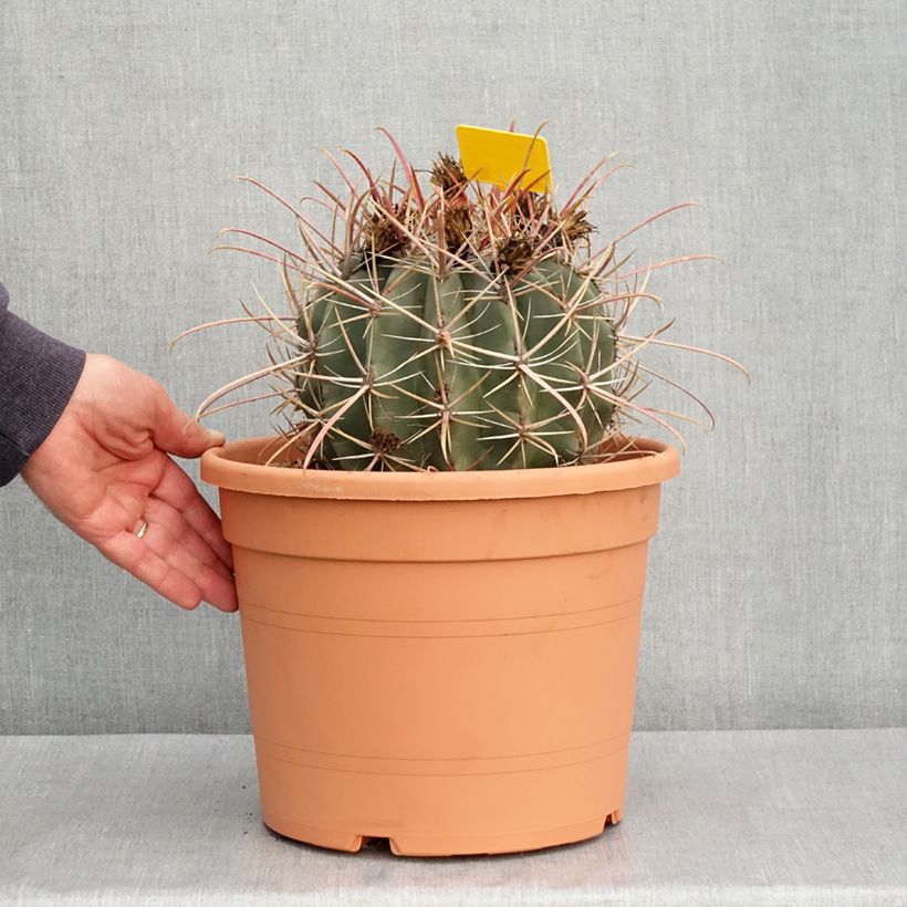 Example of Ferocactus rectispinus - Cactus tonneau Pot de 7,5L/10L as you get in automne