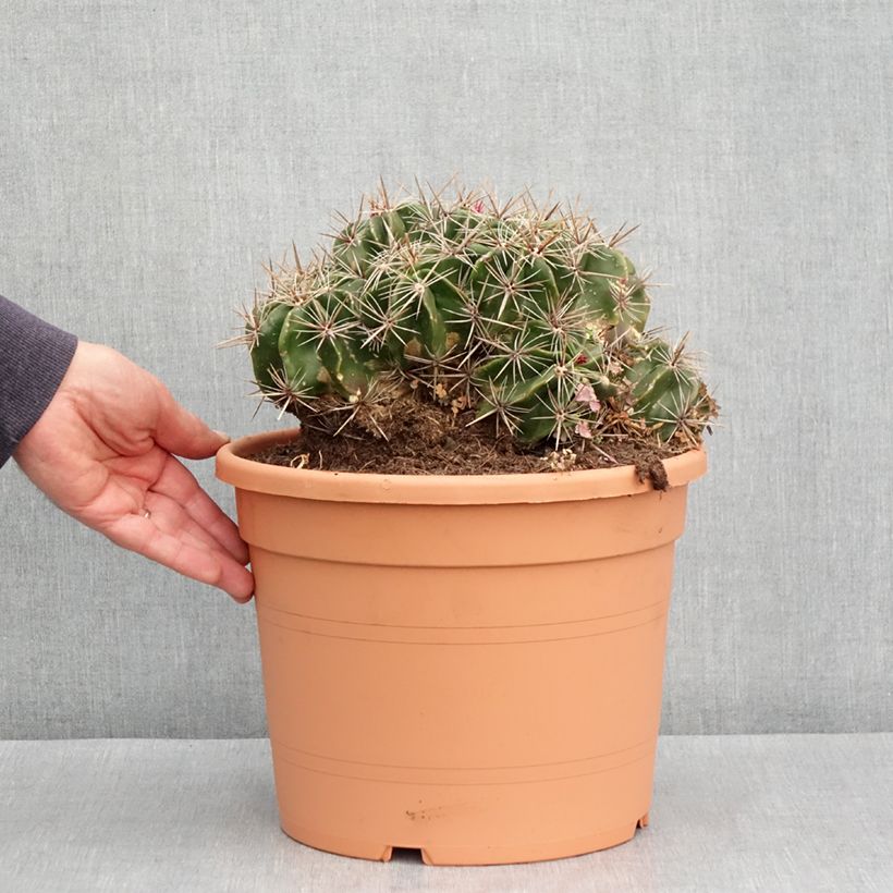 Example of Ferocactus robustus - Cactus tonneau Pot de 7,5L/10L as you get in automne