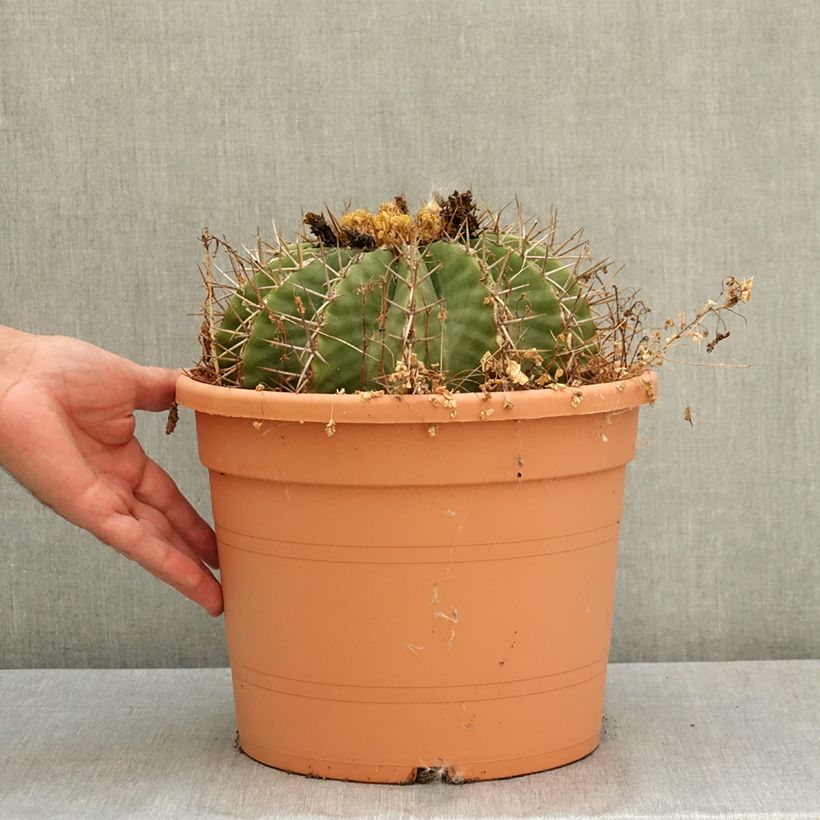 Example of Ferocactus schwarzii - Cactus barrique Pot de 7,5L/10L as you get in ete