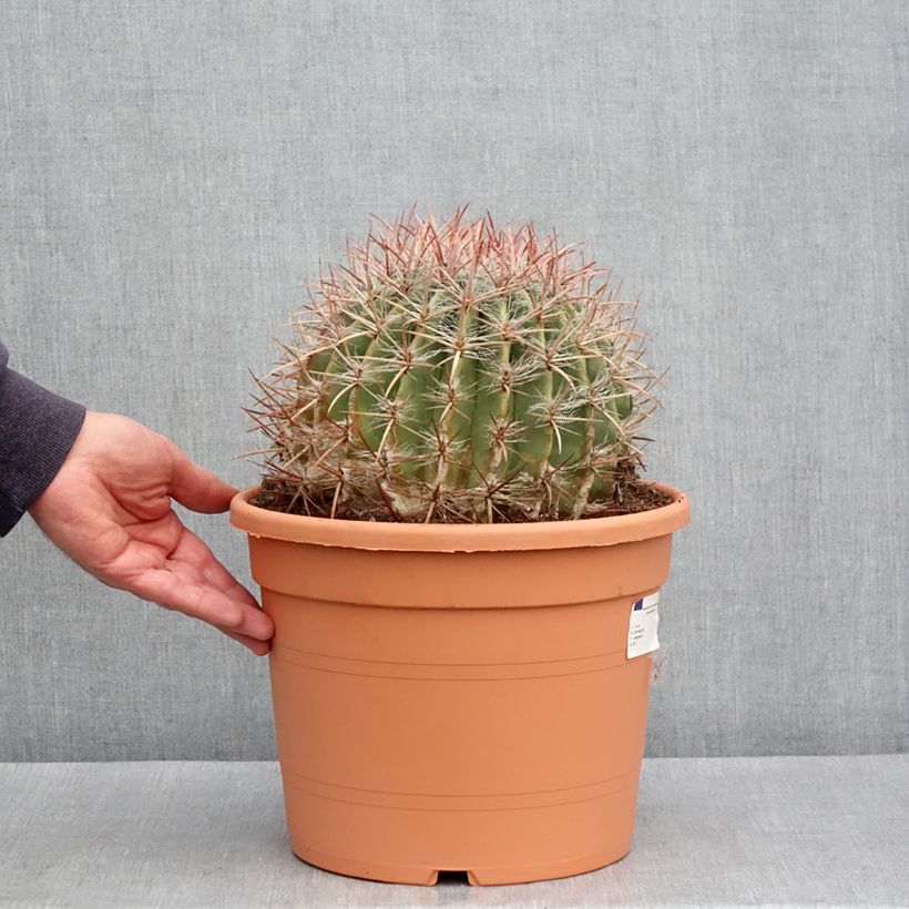 Example of Ferocactus stainesii var. pilosus - Cactus Pot de 7,5L/10L as you get in printemps