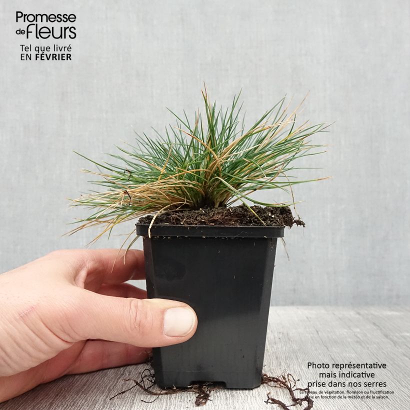 Example of Festuca Intense Blue - Fétuque bleue Godet de 8/9 cm as you get in hiver