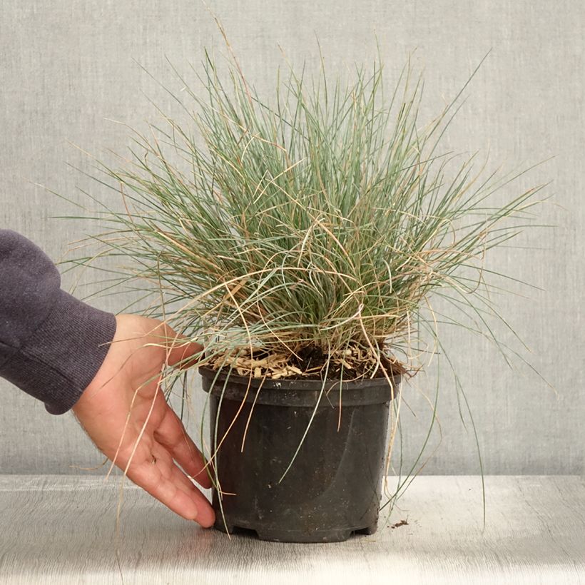 Example of Festuca Intense Blue - Fétuque bleue Pot de 2L/3L as you get in automne