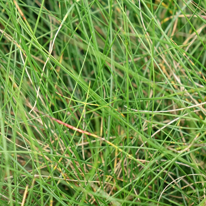 Festuca Sunrise - Fétuque (Foliage)