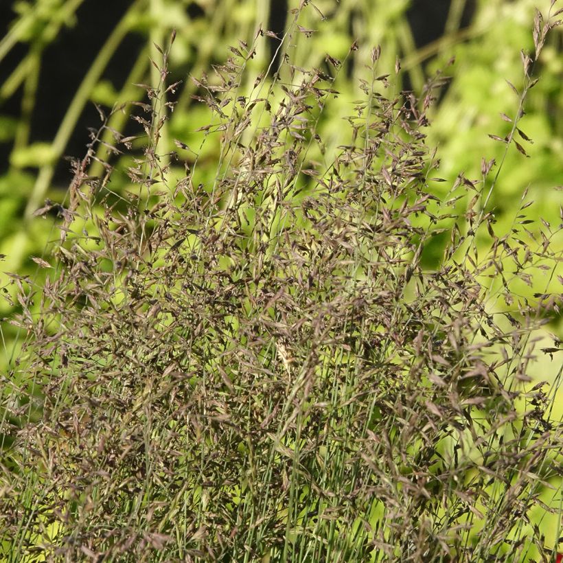 Festuca Sunrise - Fétuque (Flowering)