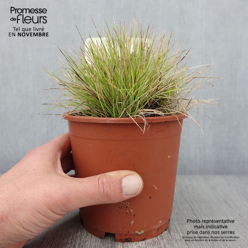 Example of Fetuque, Festuca glauca Golden Toupee Pot de 1L/1,5L as you get in automne