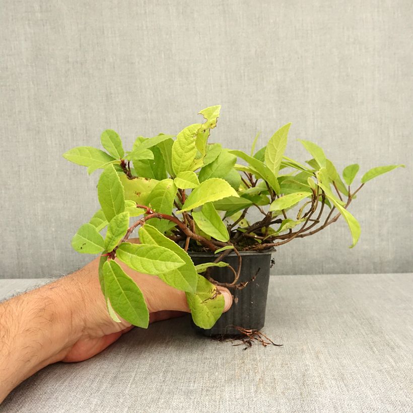 Example of Ficus tikoua - Figuier des guêpes                           Godet de 8/9 cm as you get in ete