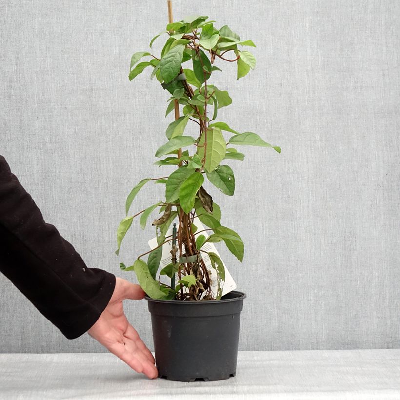 Example of Ficus tikoua - Figuier des guêpes                           Pot de 2L/3L as you get in hiver