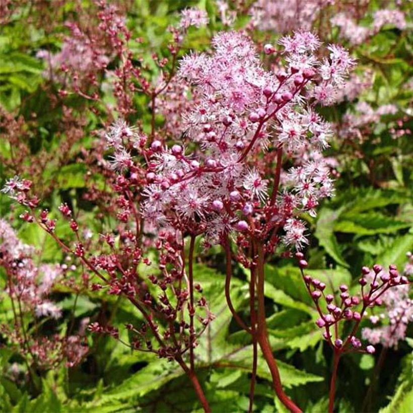 Filipendule hybride Red Umbrellas (Flowering)