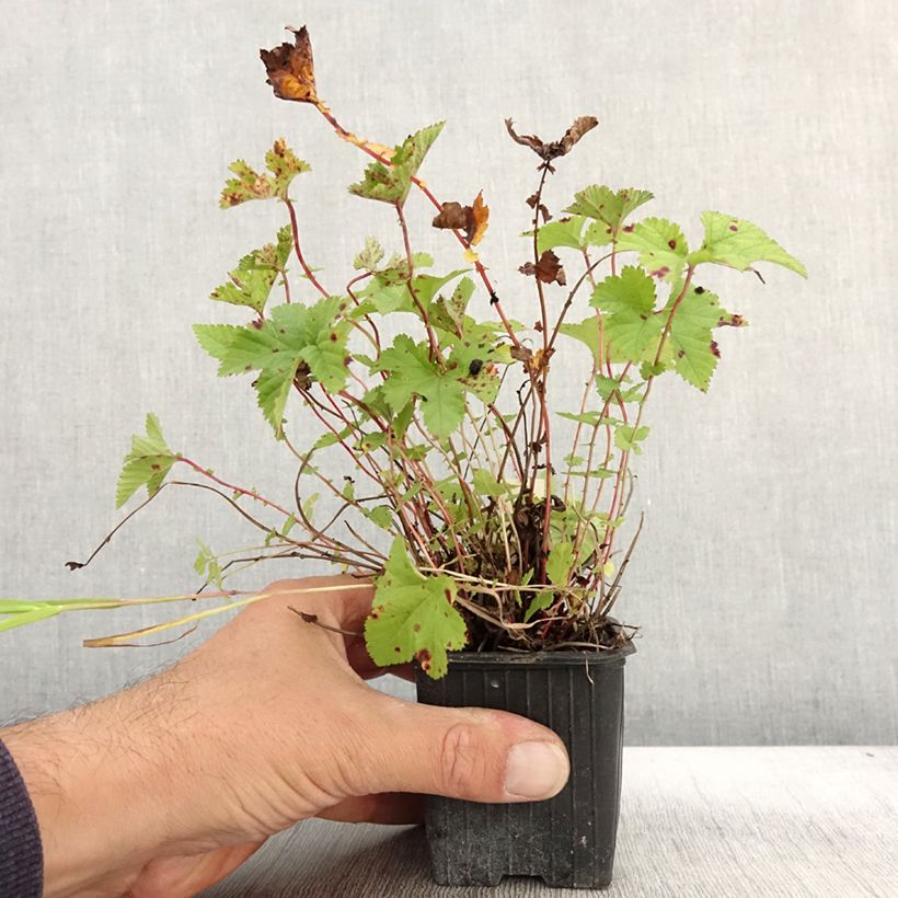 Example of Filipendula Kahome, Reine des prés Godet de 8/9 cm as you get in automne