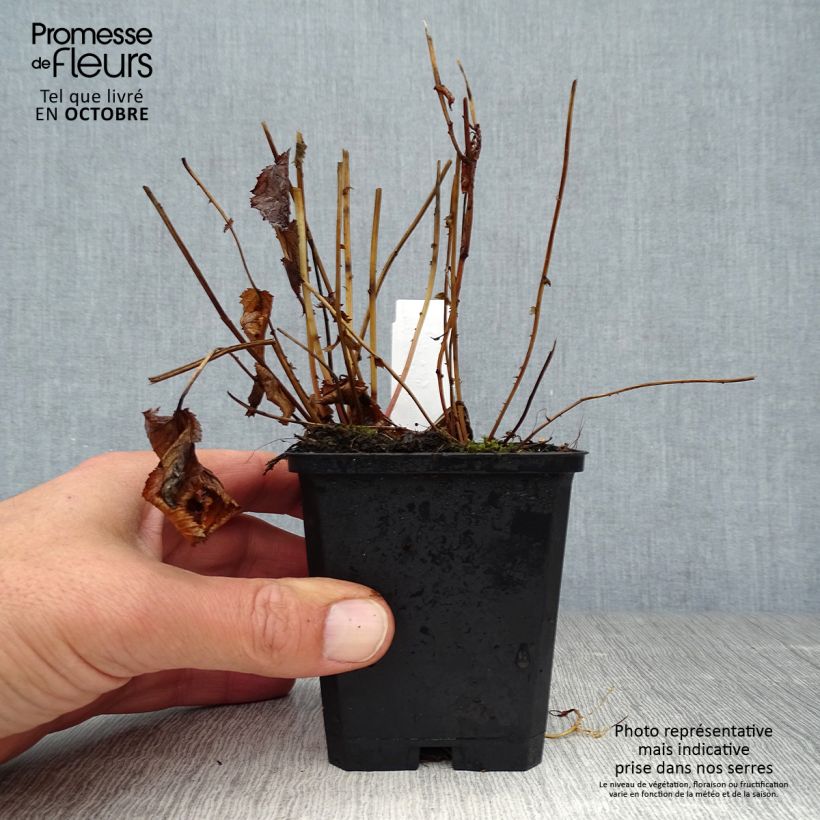Example of Filipendula purpurea Elegans, Reine des prés Godet de 8/9 cm as you get in automne