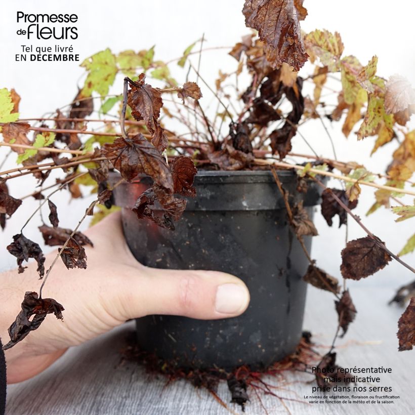 Example of Filipendula ulmaria - Reine des prés Pot de 2L/3L as you get in automne
