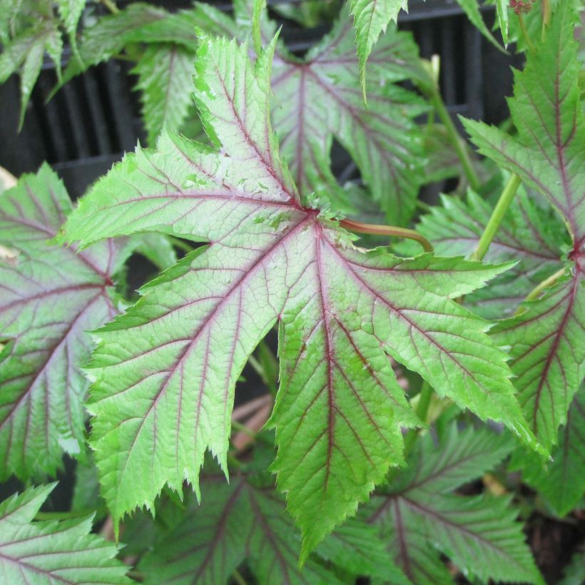 Filipendule hybride Red Umbrellas (Foliage)