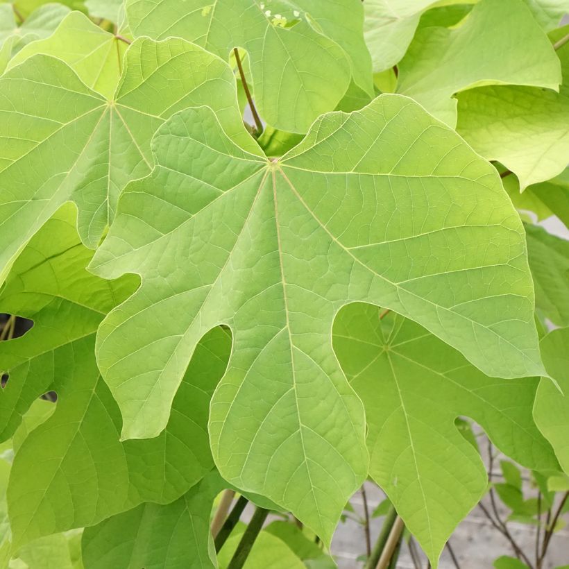 Firmiana simplex - Parasol chinois, Sterculier à feuilles de platane (Foliage)