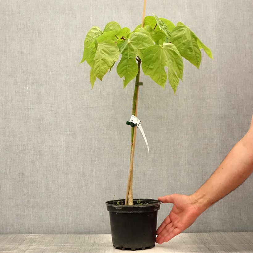 Example of Firmiana simplex - Parasol chinois, Sterculier à feuilles de platane Pot de 3L/4L as you get in ete