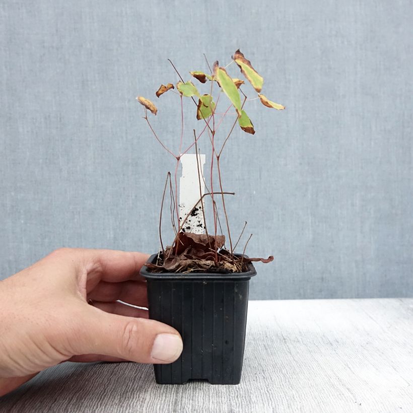 Example of Fleur des Elfes - Epimedium grandiflorum Akebono Godet de 8/9 cm as you get in automne
