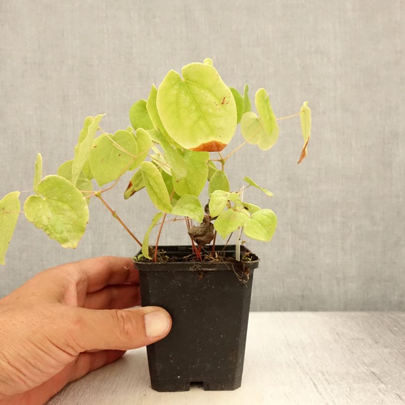 Example of Fleur des Elfes - Epimedium pubigerum Godet de 8/9 cm as you get in ete