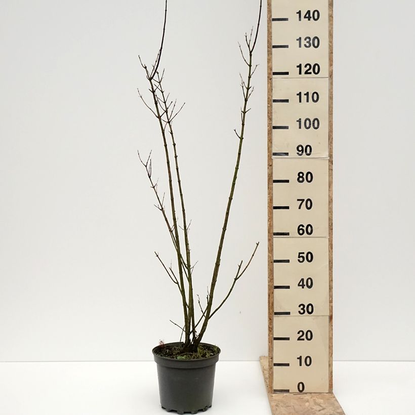 Example of Forsythia blanc de Corée, Abeliophyllum distichum Pot de 4L/5L as you get in hiver